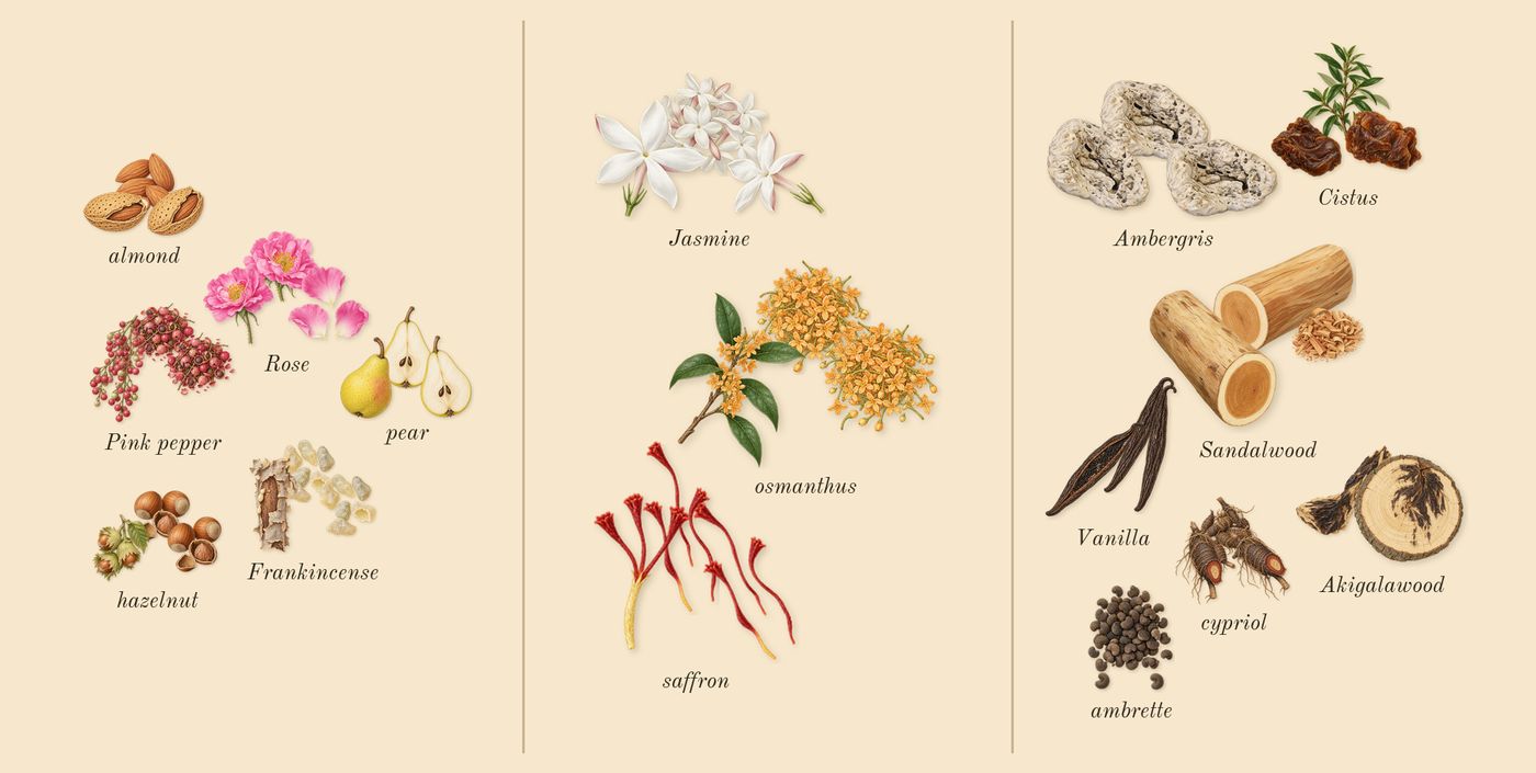 Guidance 46’s scent picture, a draft: pear, frankincense, hazelnut, rose, pink pepper, almond drawn so far; dashed outlines where nothing is drawn yet