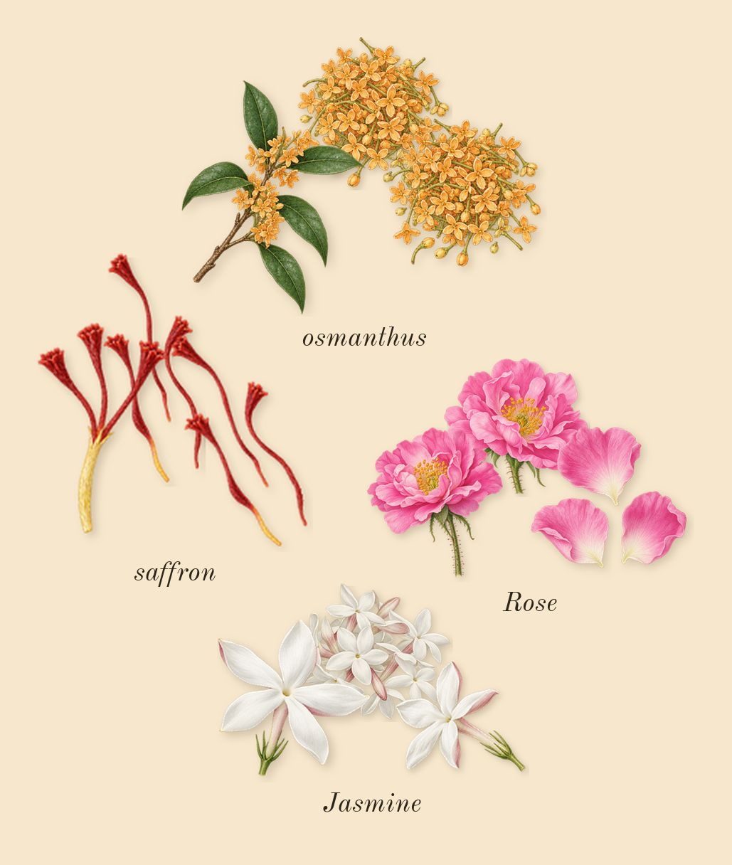 Guidance, heart: saffron, Rose, Jasmine, osmanthus
