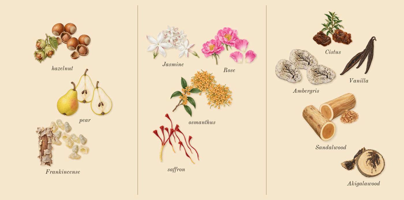 Guidance’s scent picture, a draft: pear, frankincense, hazelnut, saffron, rose, jasmine drawn so far; dashed outlines where nothing is drawn yet