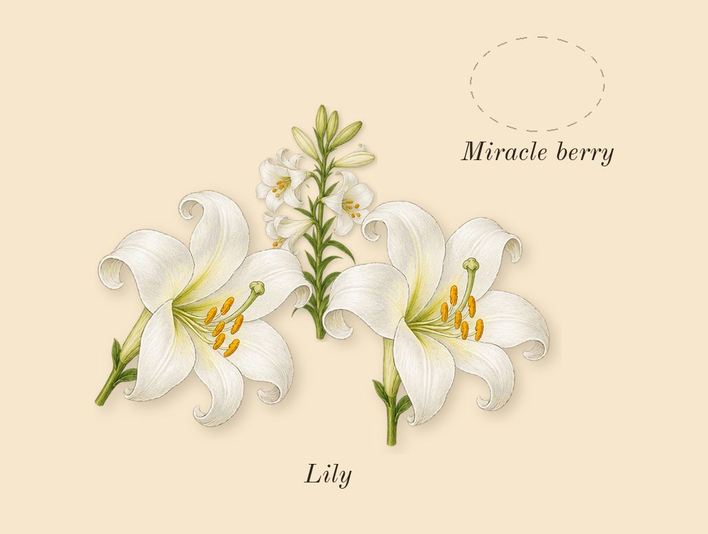 Barénia, heart: Lily, Miracle berry