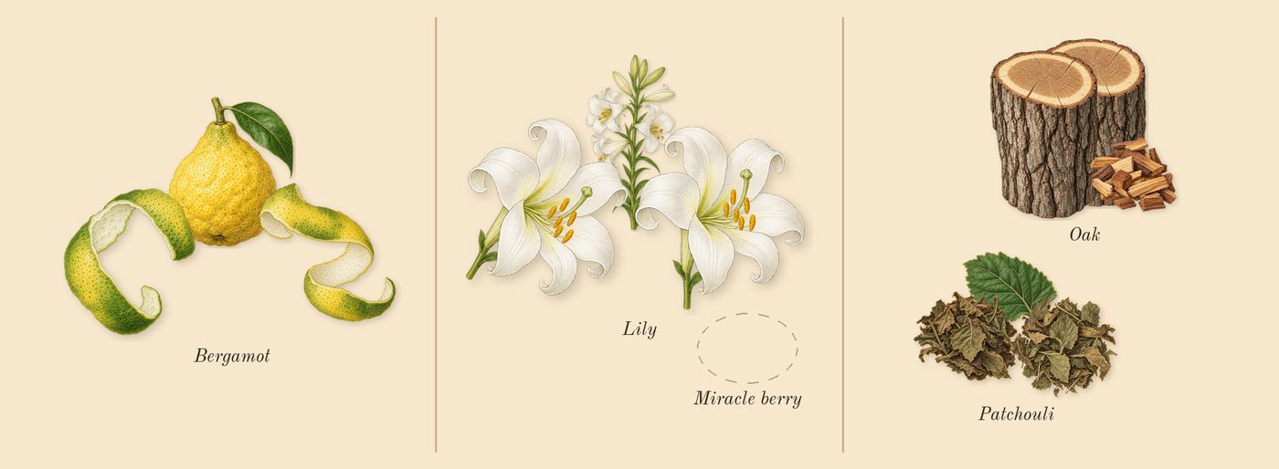 Barénia’s scent picture, a draft: lily, oak, patchouli, bergamot drawn so far; dashed outlines where nothing is drawn yet