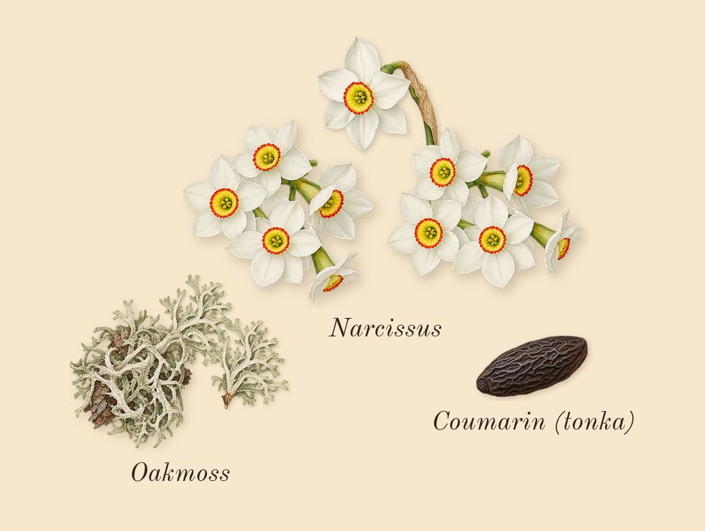 H24, dry-down: Oakmoss, Narcissus, Coumarin (tonka)