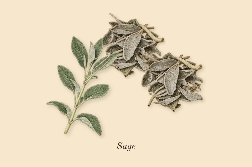 H24, top notes: Sage
