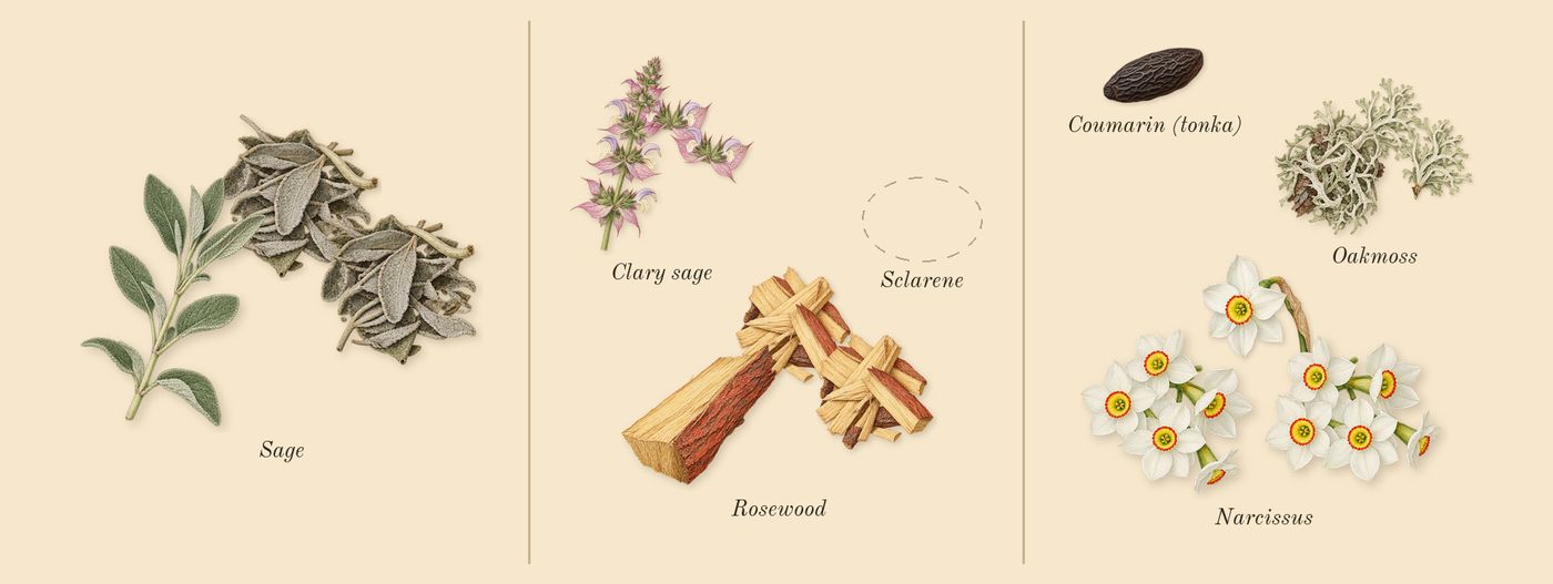 H24’s scent picture, a draft: clary sage, oakmoss, sage, narcissus, rosewood, coumarin (tonka) drawn so far; dashed outlines where nothing is drawn yet