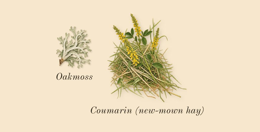 H24 Herbes Vives, dry-down: Oakmoss, Coumarin (new-mown hay)