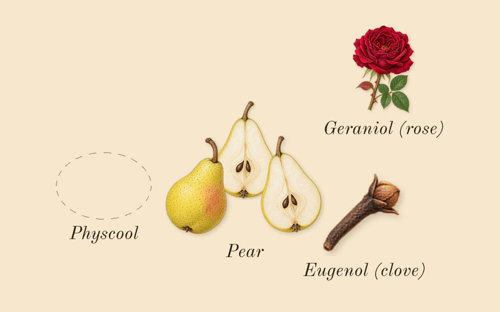 H24 Herbes Vives, heart: Pear, Physcool, Geraniol (rose), Eugenol (clove)