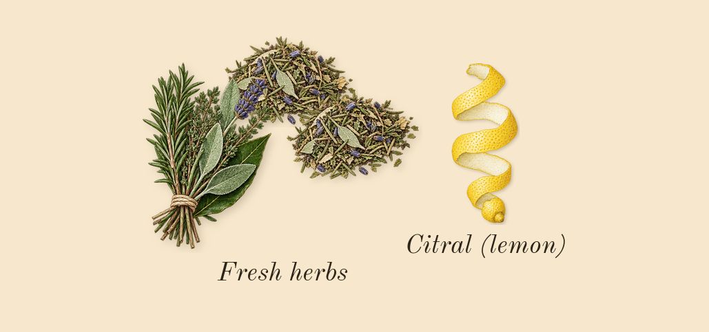 H24 Herbes Vives, top notes: Fresh herbs, Citral (lemon)
