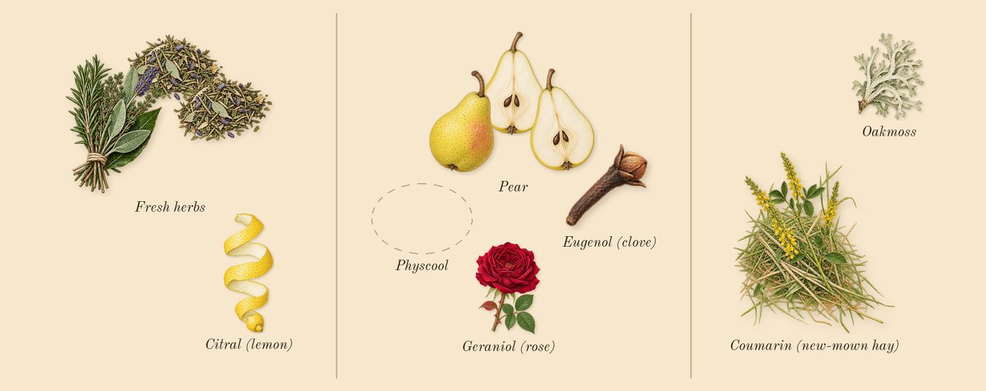 H24 Herbes Vives’s scent picture, a draft: fresh herbs, pear, oakmoss, coumarin (new-mown hay), citral (lemon), geraniol (rose) drawn so far; dashed outlines where nothing is drawn yet