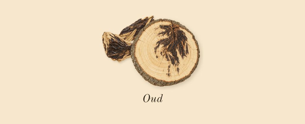 Oud Alezan, dry-down: Oud
