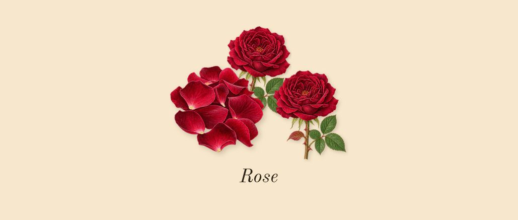Oud Alezan, heart: Rose