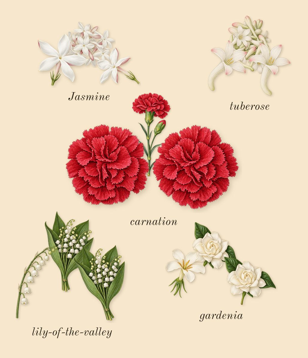 Honour 43 Woman, heart: Jasmine, tuberose, gardenia, lily-of-the-valley, carnation