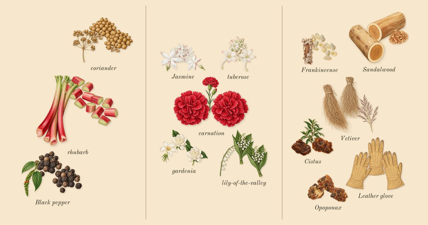 Honour 43 Woman’s scent picture, a draft: black pepper, rhubarb, coriander, jasmine, tuberose, gardenia drawn so far; dashed outlines where nothing is drawn yet