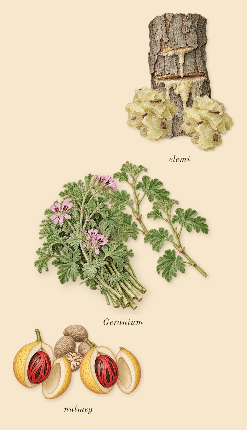 Honour Man, heart: Geranium, nutmeg, elemi