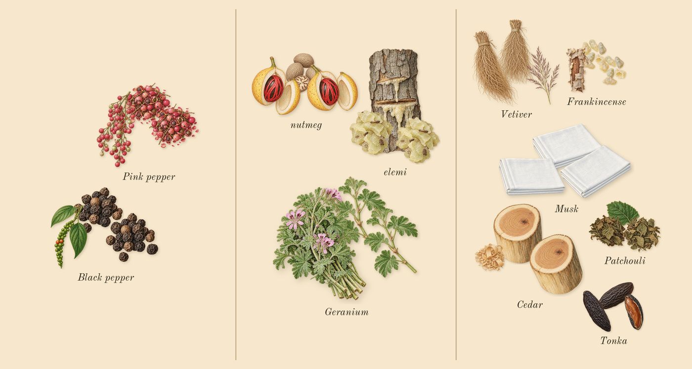 Honour Man’s scent picture, a draft: pink pepper, black pepper, geranium, nutmeg, elemi, patchouli drawn so far; dashed outlines where nothing is drawn yet