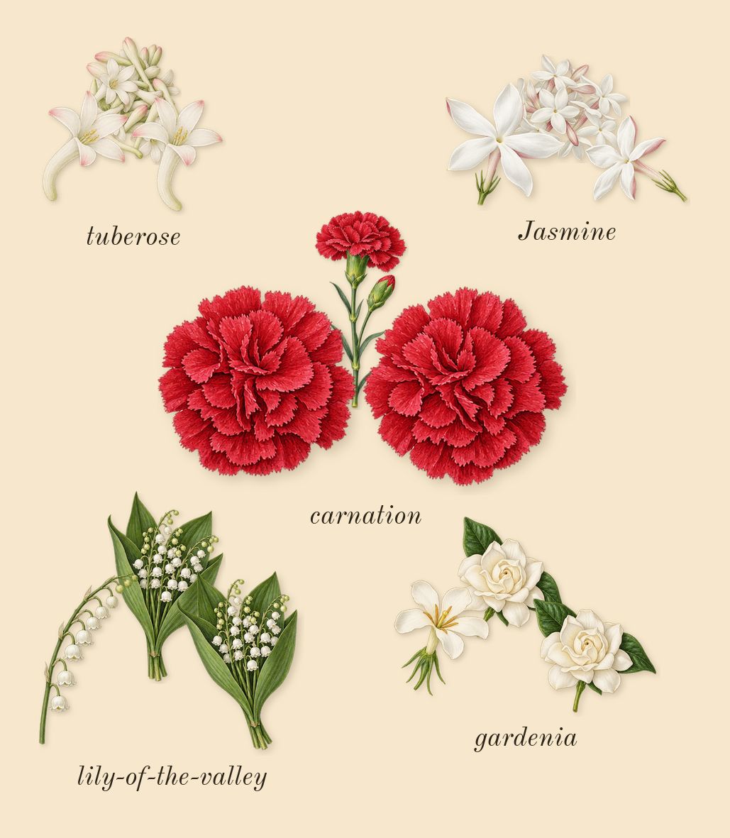 Honour Woman, heart: Jasmine, tuberose, gardenia, lily-of-the-valley, carnation