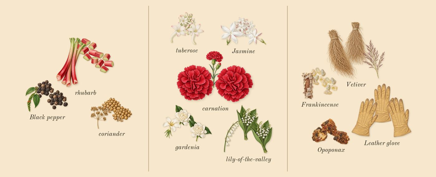 Honour Woman’s scent picture, a draft: black pepper, rhubarb, coriander, jasmine, tuberose, gardenia drawn so far; dashed outlines where nothing is drawn yet