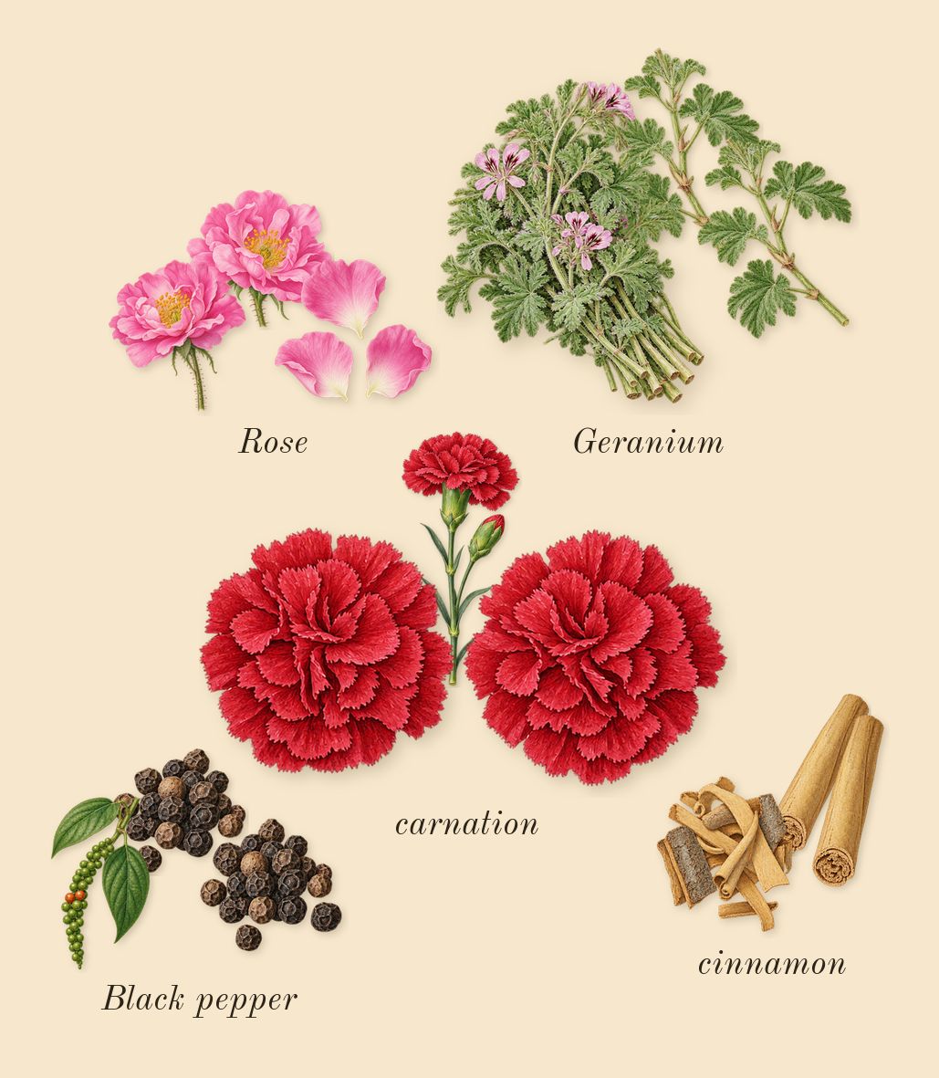 Fougère Royale, heart: Geranium, Rose, Black pepper, cinnamon, carnation