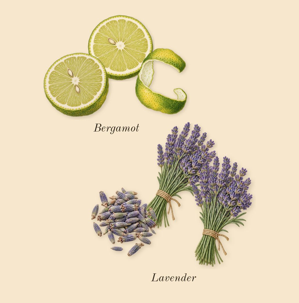 Fougère Royale, top notes: Bergamot, Lavender
