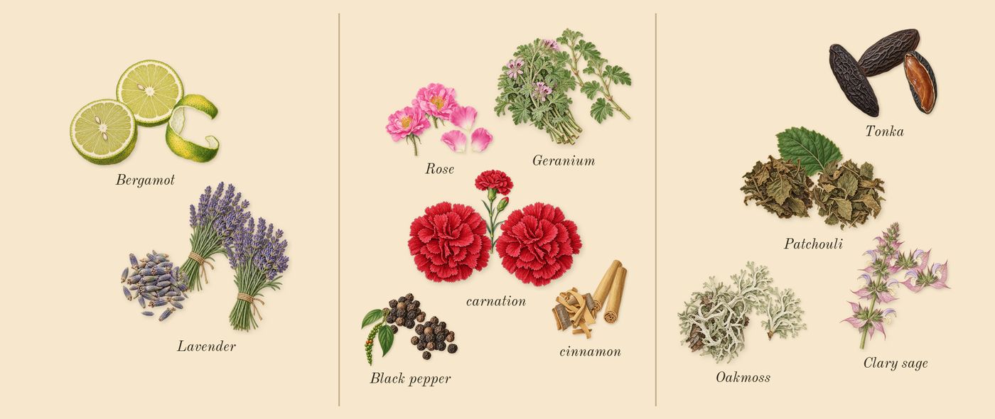 Fougère Royale’s scent picture, a draft: bergamot, lavender, geranium, rose, black pepper, cinnamon drawn so far; dashed outlines where nothing is drawn yet