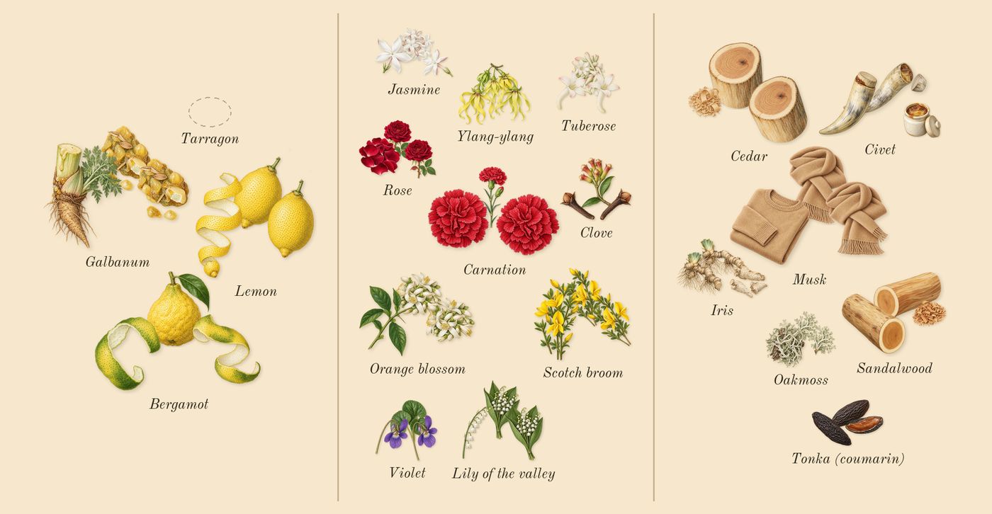 Quelques Fleurs L'Original’s scent picture, a draft: bergamot, galbanum, lemon, jasmine, tuberose, lily of the valley drawn so far; dashed outlines where nothing is drawn yet