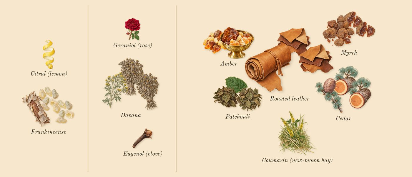 Bottled Absolu’s scent picture, a draft: roasted leather, patchouli, myrrh, cedar, amber, davana drawn so far; dashed outlines where nothing is drawn yet