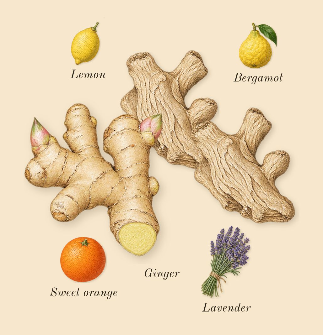 Bottled Beyond, top notes: Ginger, Bergamot, Lemon, Sweet orange, Lavender