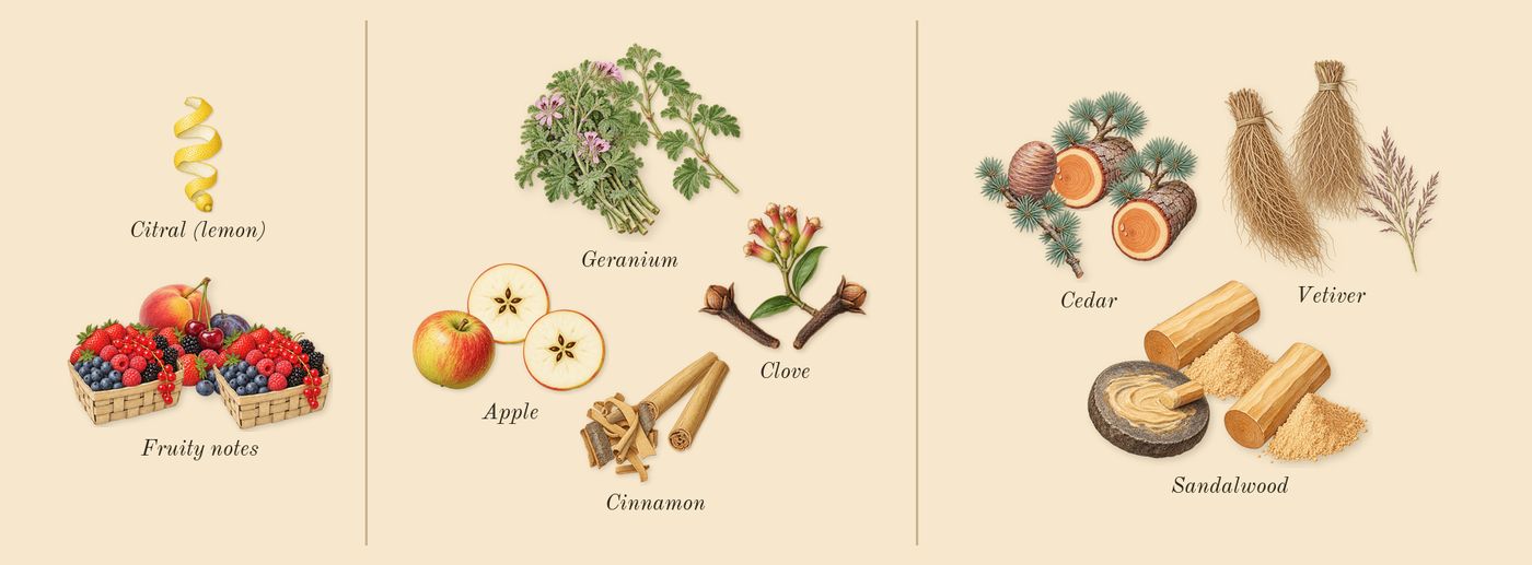 Bottled’s scent picture, a draft: fruity notes, geranium, clove, sandalwood, cedar, vetiver drawn so far; dashed outlines where nothing is drawn yet