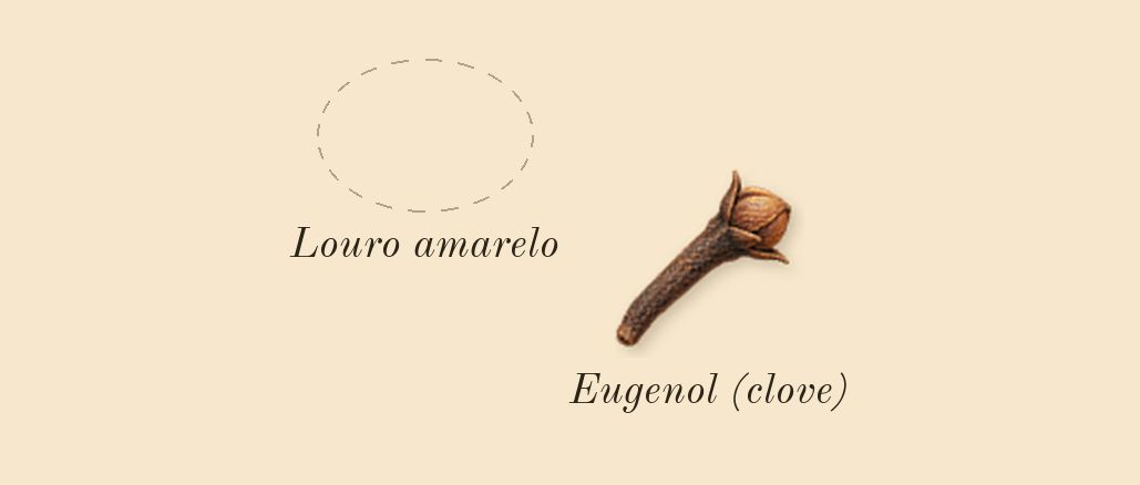 Bottled Night, heart: Louro amarelo, Eugenol (clove)