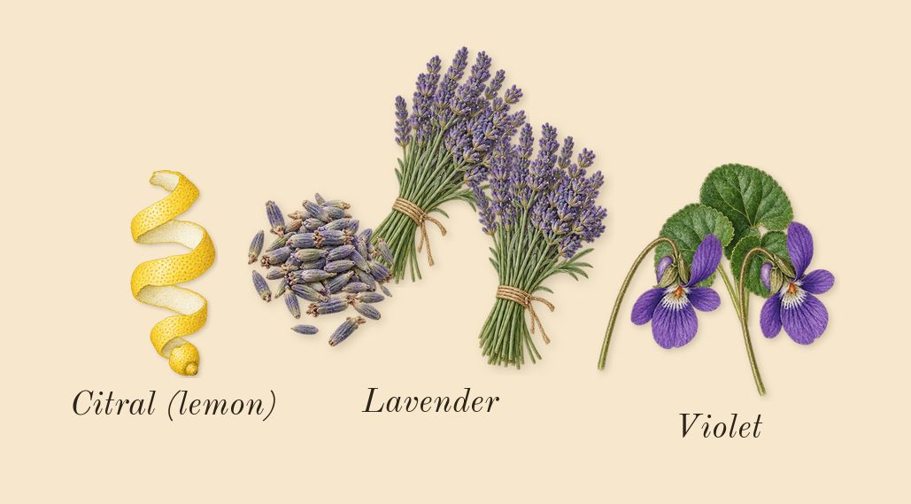 Bottled Night, top notes: Lavender, Violet, Citral (lemon)