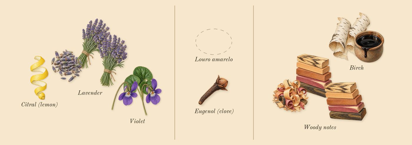 Bottled Night’s scent picture, a draft: woody notes, lavender, birch, violet, citral (lemon), eugenol (clove) drawn so far; dashed outlines where nothing is drawn yet