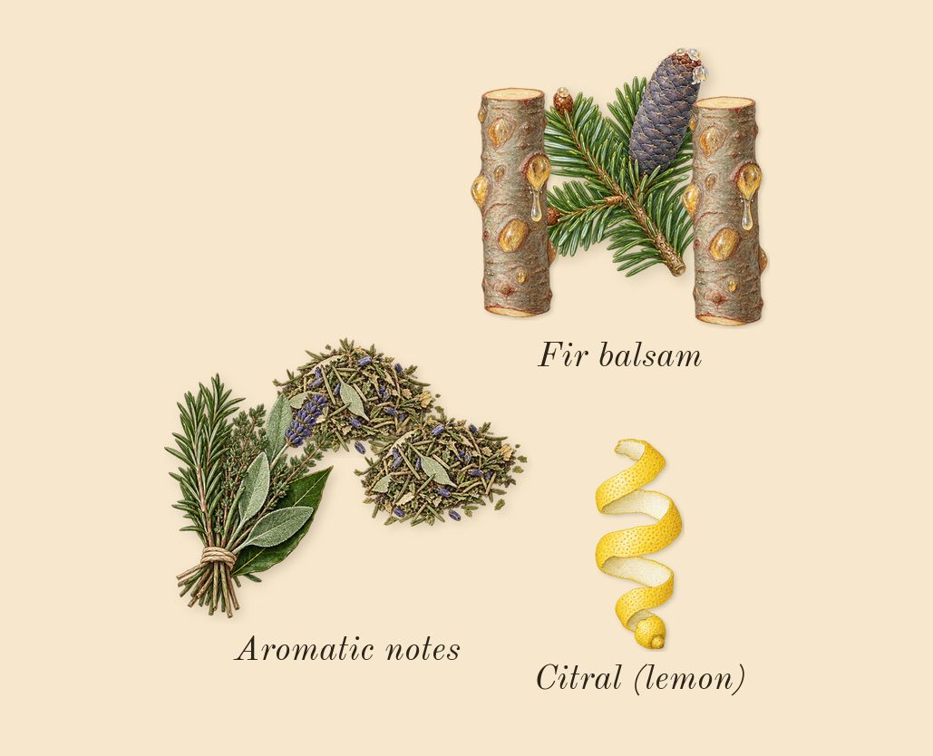 Hugo Man, top notes: Fir balsam, Aromatic notes, Citral (lemon)