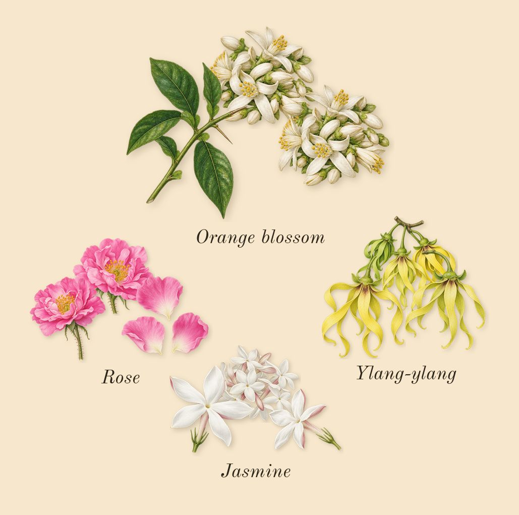 Imitation Woman, top notes: Rose, Ylang-ylang, Orange blossom, Jasmine