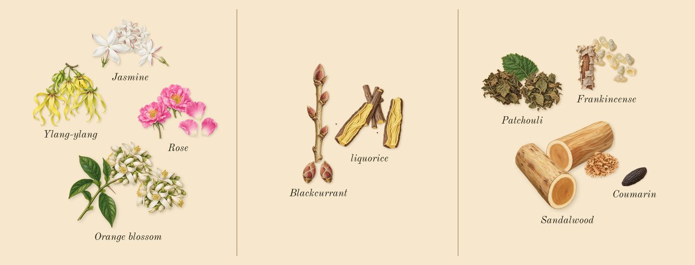 Imitation Woman’s scent picture, a draft: rose, ylang-ylang, orange blossom, jasmine, blackcurrant, liquorice drawn so far; dashed outlines where nothing is drawn yet