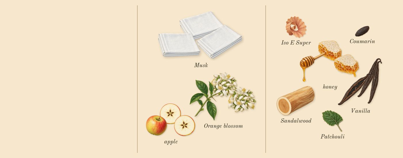 Addictive Vibration’s scent picture, a draft: apple, orange blossom, honey, vanilla, musk, patchouli drawn so far; dashed outlines where nothing is drawn yet