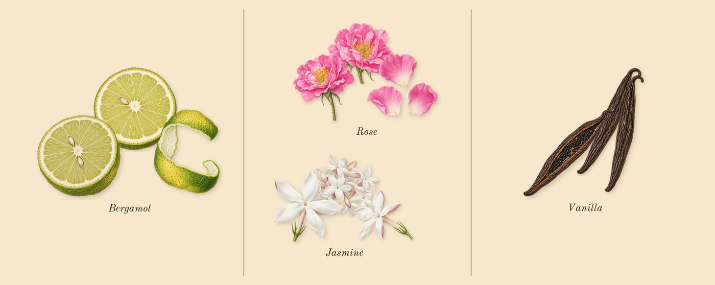 Atomic Rose’s scent picture, a draft: bergamot, rose, jasmine, vanilla drawn so far; dashed outlines where nothing is drawn yet