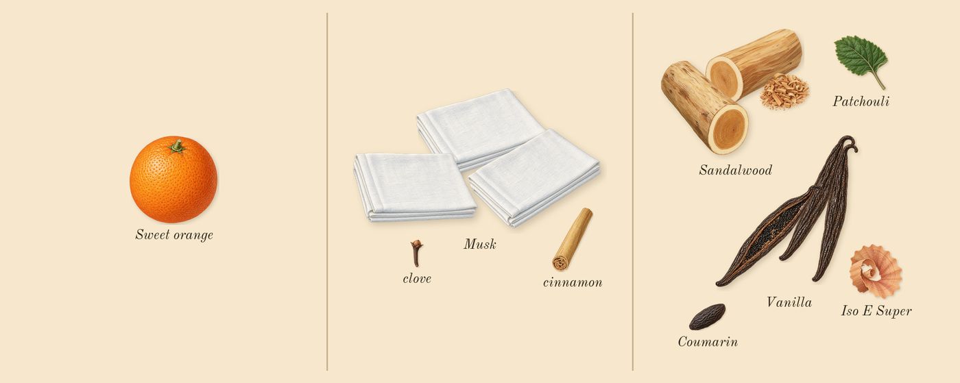 Blessed Baraka’s scent picture, a draft: sandalwood, vanilla, musk, patchouli, clove, cinnamon drawn so far; dashed outlines where nothing is drawn yet