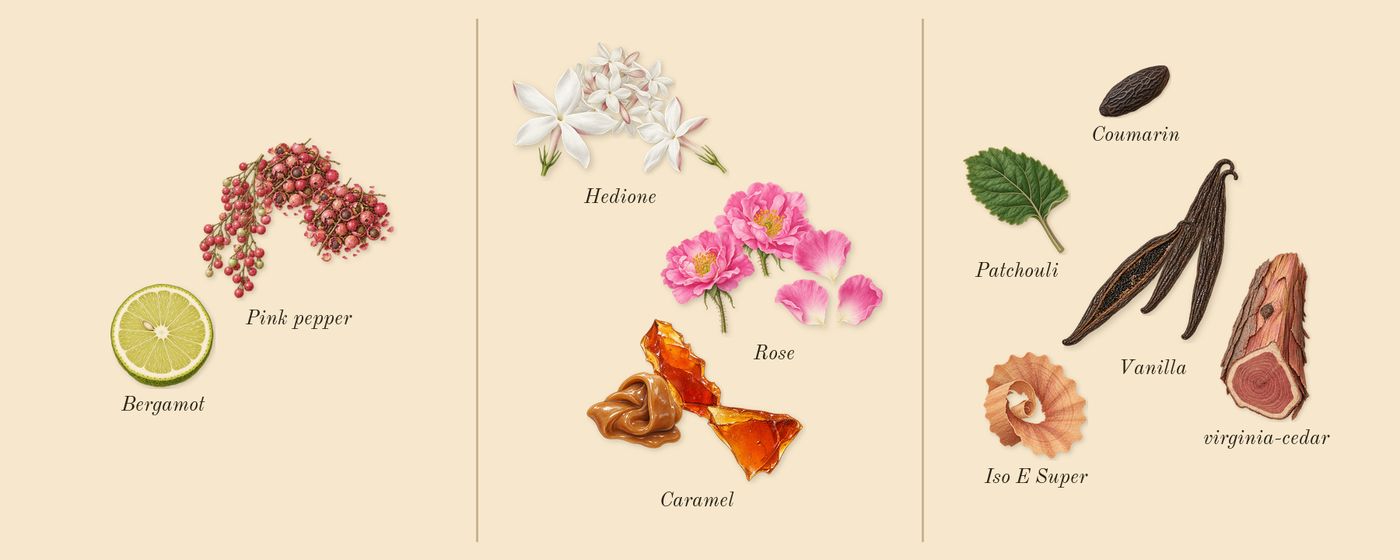 Can't Get Enough’s scent picture, a draft: rose, pink pepper, hedione, caramel, vanilla, bergamot drawn so far; dashed outlines where nothing is drawn yet