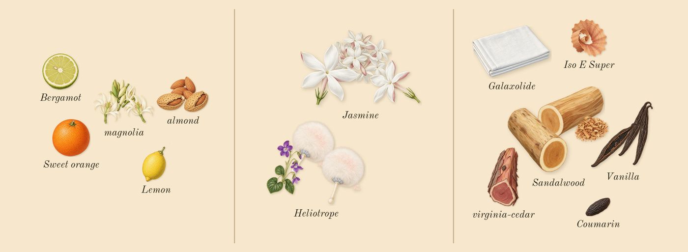 High Frequency’s scent picture, a draft: magnolia, jasmine, vanilla, almond, sandalwood, heliotrope drawn so far; dashed outlines where nothing is drawn yet