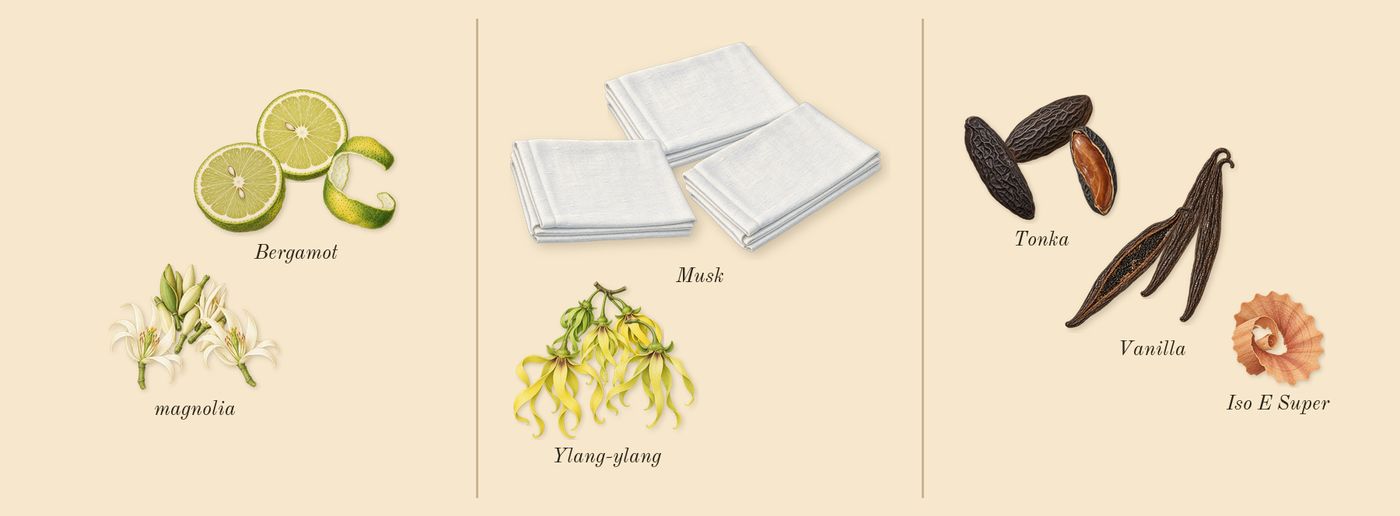 Lift Me Up’s scent picture, a draft: ylang-ylang, bergamot, magnolia, tonka, vanilla, musk drawn so far; dashed outlines where nothing is drawn yet