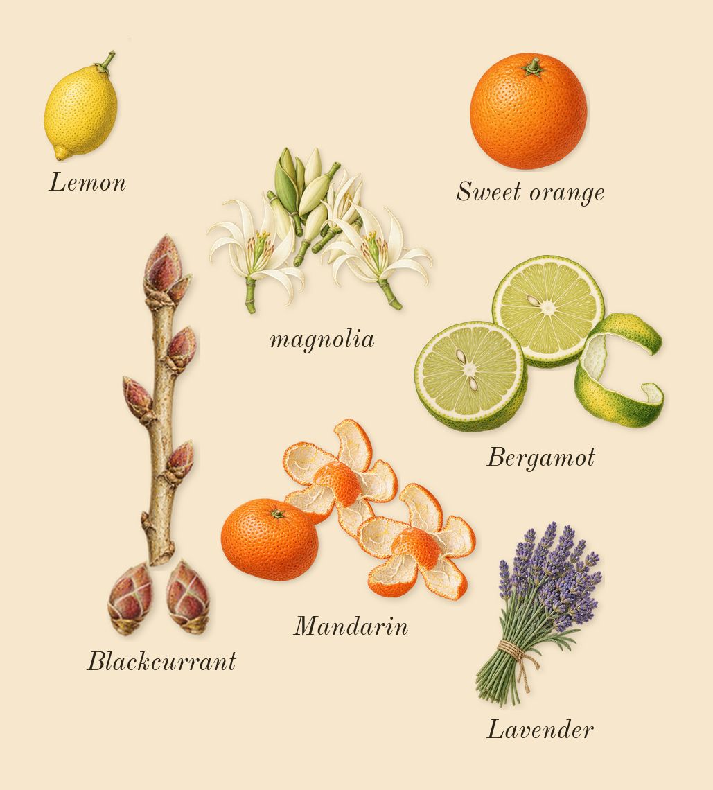 Musk Therapy, top notes: Bergamot, Mandarin, magnolia, Blackcurrant, Sweet orange, Lemon, Lavender
