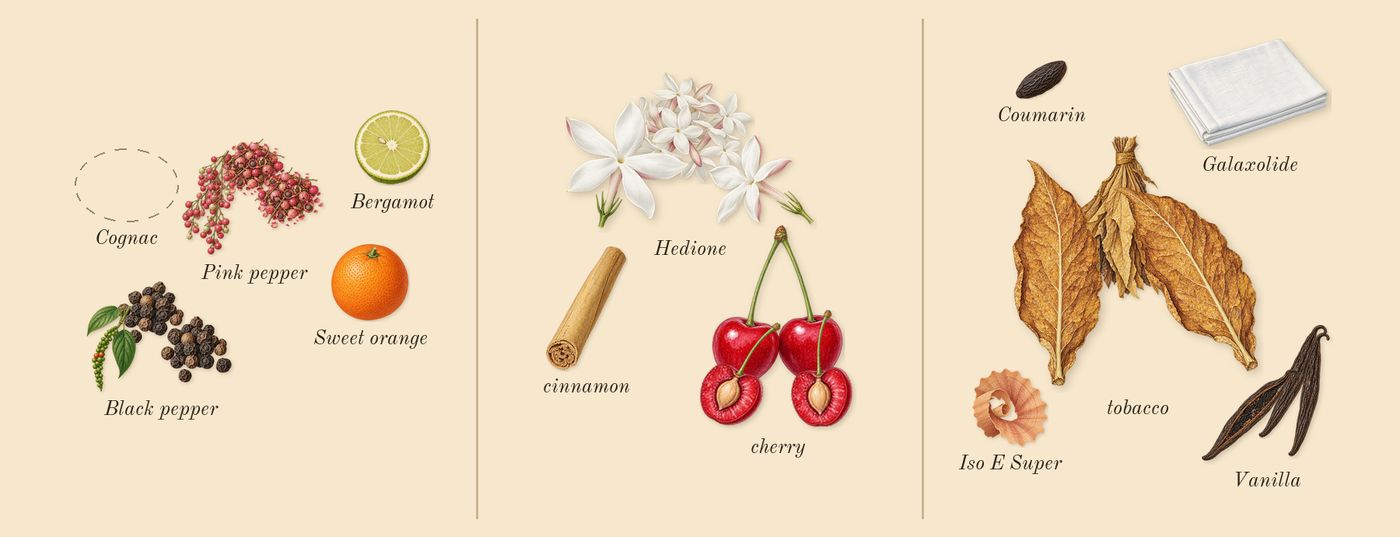 Narcotic Delight’s scent picture, a draft: cherry, vanilla, black pepper, pink pepper, tobacco, hedione drawn so far; dashed outlines where nothing is drawn yet