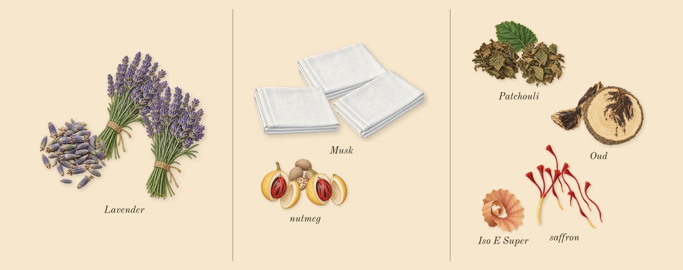 Oud for Greatness’s scent picture, a draft: oud, lavender, saffron, patchouli, musk, nutmeg drawn so far; dashed outlines where nothing is drawn yet
