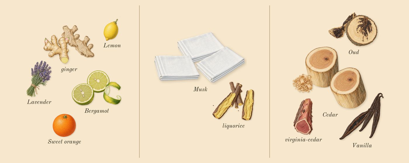 Oud for Happiness’s scent picture, a draft: bergamot, ginger, liquorice, vanilla, cedar, oud drawn so far; dashed outlines where nothing is drawn yet