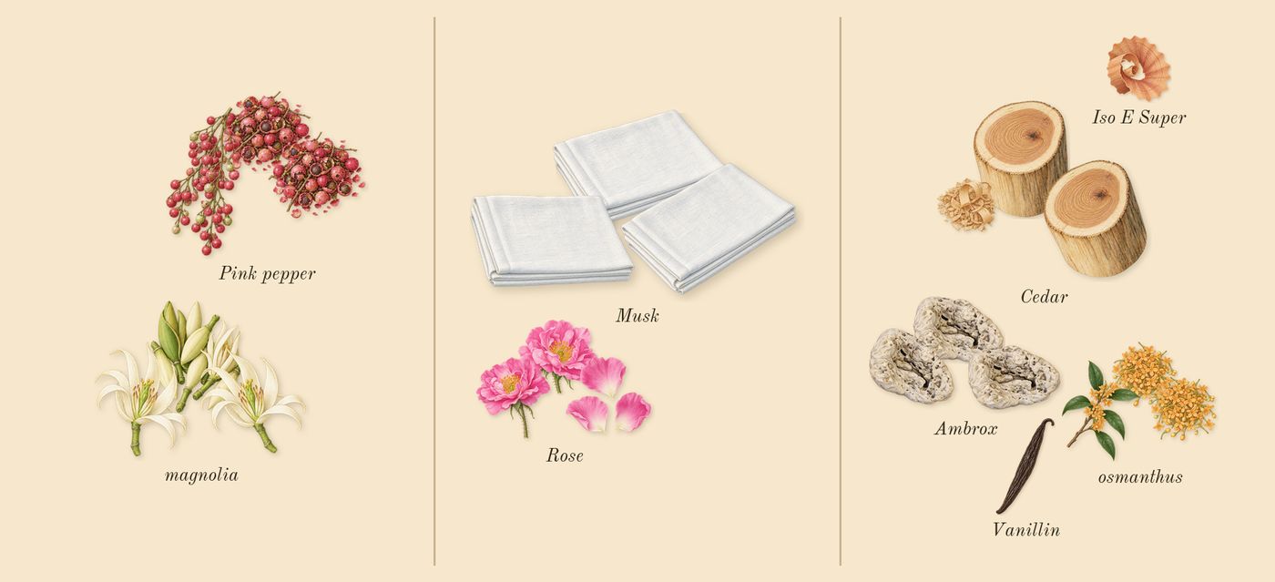 Power Self’s scent picture, a draft: osmanthus, rose, magnolia, pink pepper, ambrox, musk drawn so far; dashed outlines where nothing is drawn yet