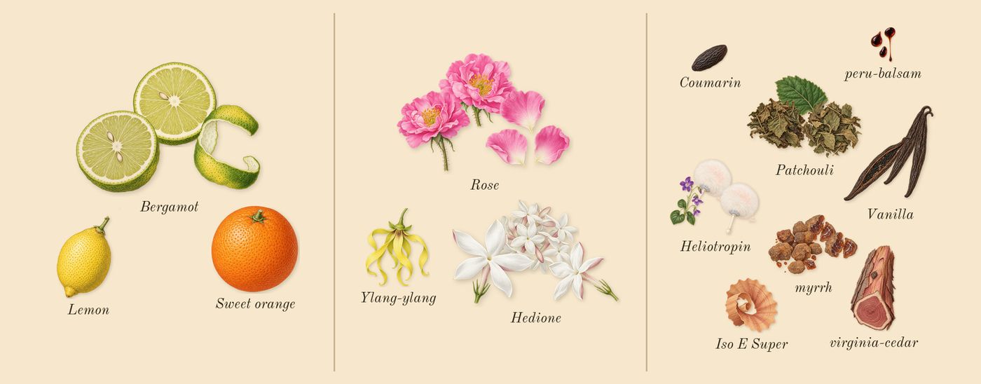 Psychedelic Love’s scent picture, a draft: bergamot, rose, myrrh, vanilla, patchouli, heliotropin drawn so far; dashed outlines where nothing is drawn yet