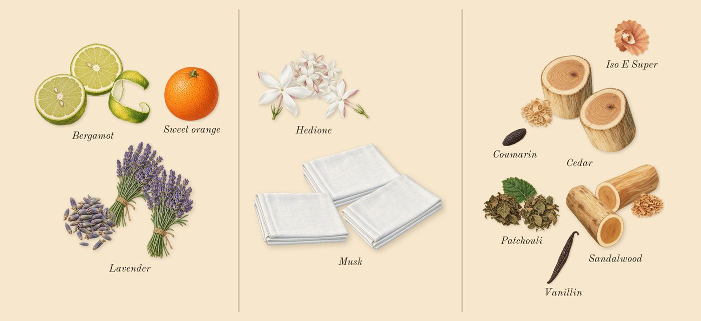 Rehab’s scent picture, a draft: bergamot, lavender, cedar, patchouli, sandalwood, hedione drawn so far; dashed outlines where nothing is drawn yet