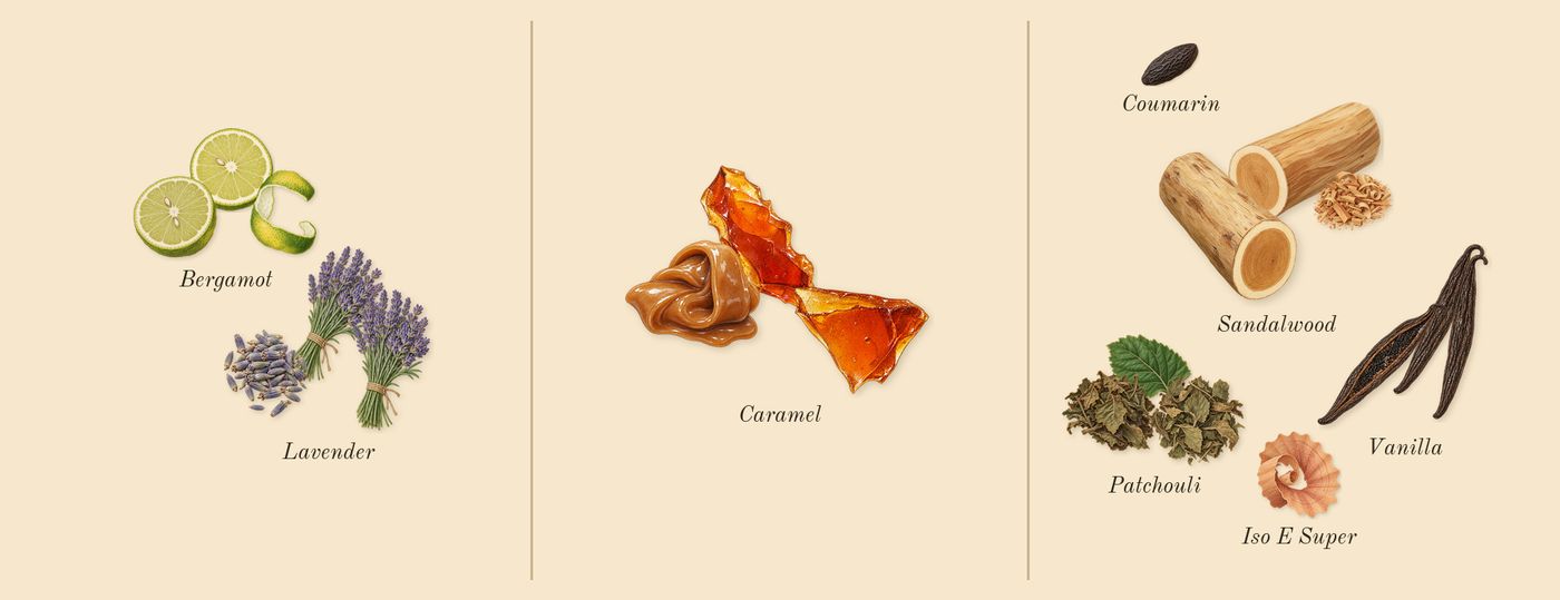 Wild Rush’s scent picture, a draft: bergamot, lavender, vanilla, caramel, sandalwood, patchouli drawn so far; dashed outlines where nothing is drawn yet