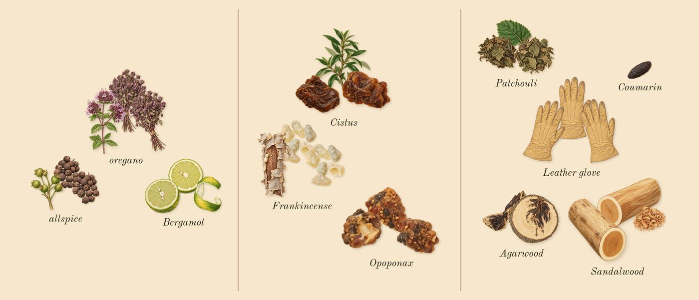 Interlude 53 Man’s scent picture, a draft: bergamot, oregano, allspice, frankincense, cistus, opoponax drawn so far; dashed outlines where nothing is drawn yet