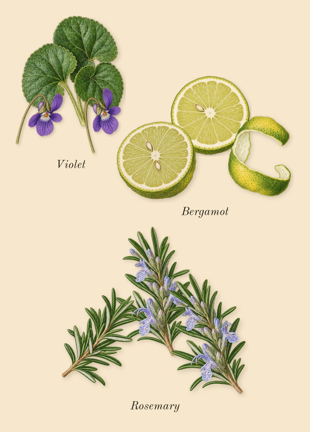 Interlude Black Iris Man, top notes: Bergamot, Rosemary, Violet