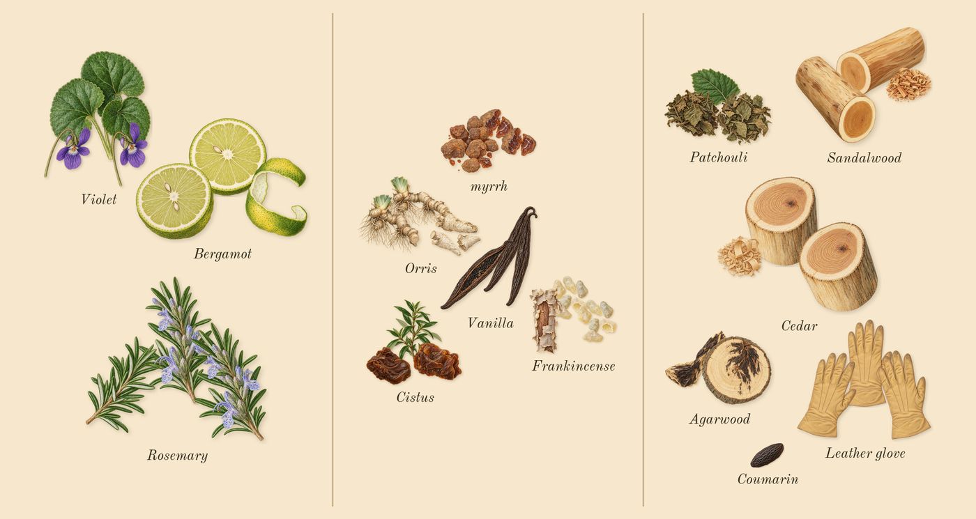 Interlude Black Iris Man’s scent picture, a draft: bergamot, rosemary, violet, orris, frankincense, cistus drawn so far; dashed outlines where nothing is drawn yet